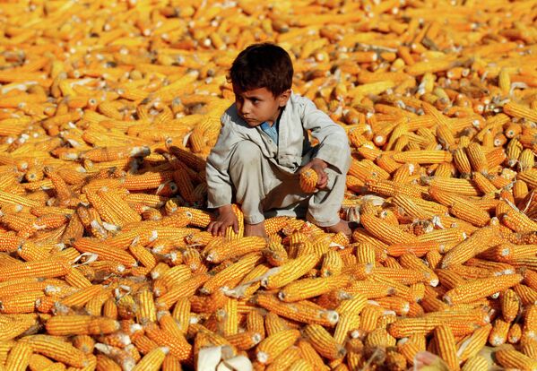 Мальчик сидит на початках кукурузы после сбора урожая, Афганистан