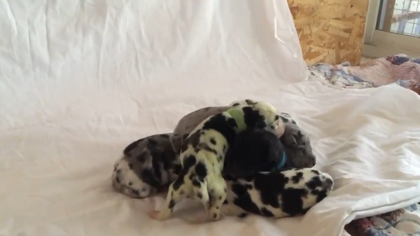 В США родился щенок с зеленой шерстью Скрин из видео