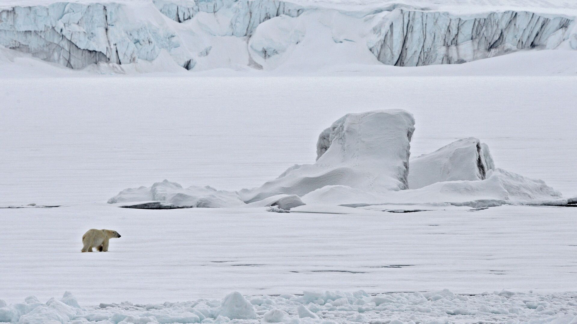 Белый медведь на льдине в Северном ледовитом океане. - РИА Новости, 1920, 19.11.2020