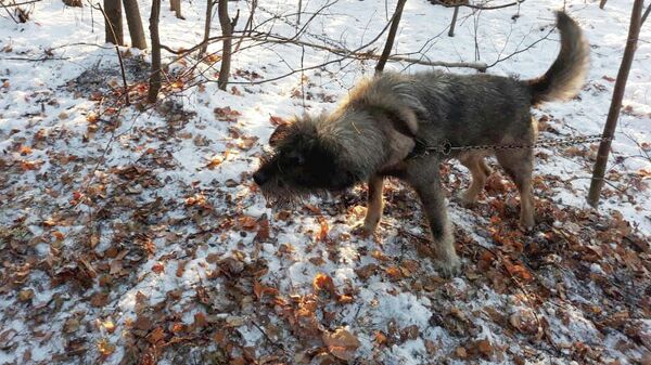 Собака, спасенная сотрудниками Шарташского парка в Екатеринбурге