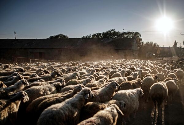 Отара овец идет к пастбищу по одной из улиц деревни близ озера Севан в Армении