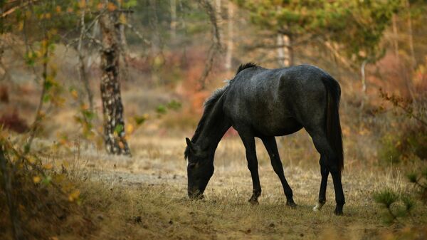 Лошадь в Кесслерском лесу в Крыму