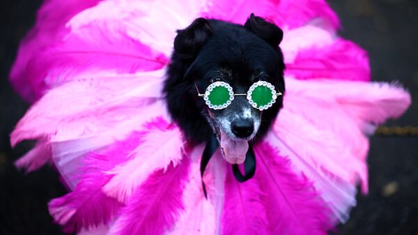 Ежегодный Хэллоуин-парад собак в Нью-Йорке