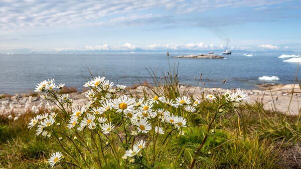 Цветы, растущие в городе Илулиссат на острове Гренландия