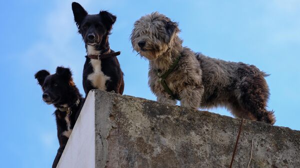Собаки на острове Файал в Португалии. Остров входит в состав архипелага Азорские острова в Атлантическом океане 