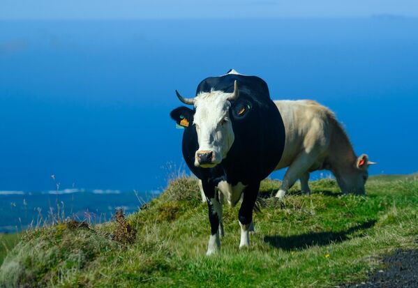 Коровы на пастбище на острове Пику. Остров входит в состав архипелага Азорские острова в Атлантическом океане