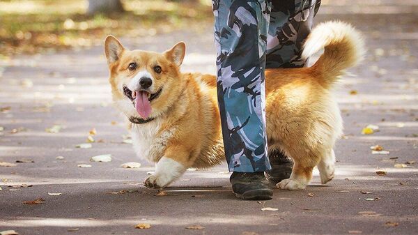 Первая собака породы вельш-корги пемброк на службе в российской полиции