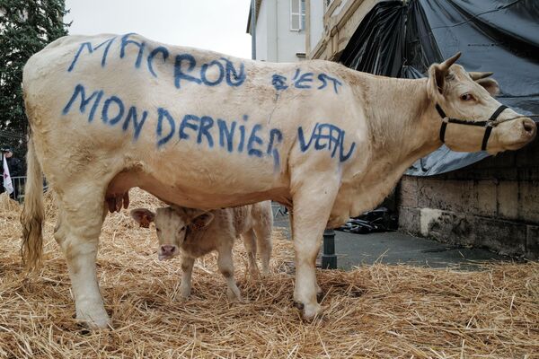 Корова с теленком стоят перед зданием префектуры департамента Верхняя Сона во время демонстрации фермеров в Везуле, Франция