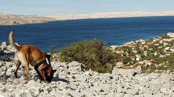 Собака на археологических раскопках в Хорватии