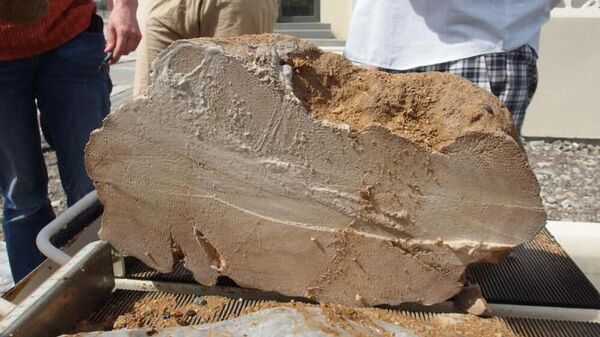 Ископаемые кораллы из Омана возрастом 4100 лет