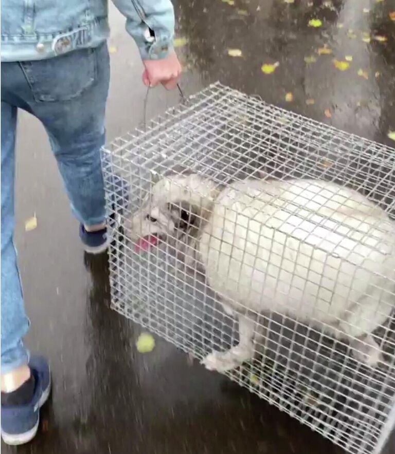 Волонтеры выкупили пушного зверя