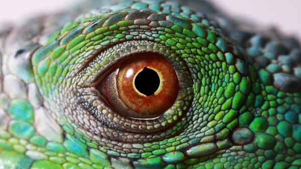 Глаз игуаны