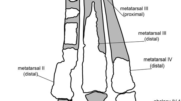Реконструкция нижней ноги хищного динозавра Imperobator из Антарктиды