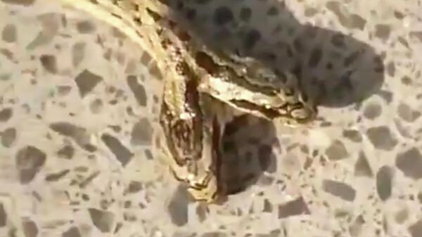 Двуглавая змея, которую обнаружил житель китайской провинции Хэбэй