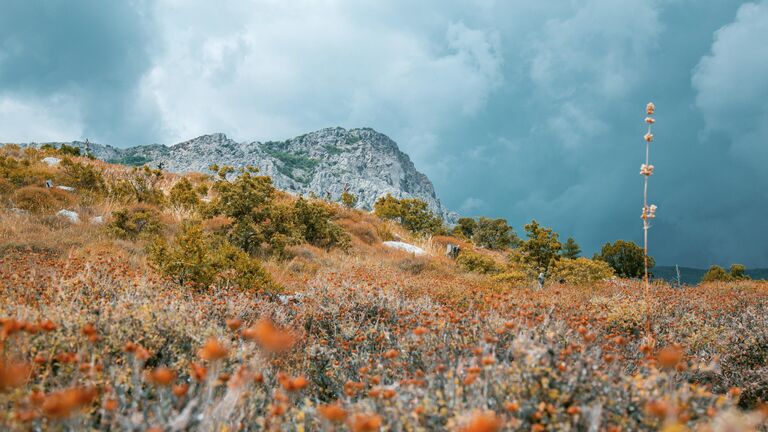 Оливковая роща в Крыму (Форос)