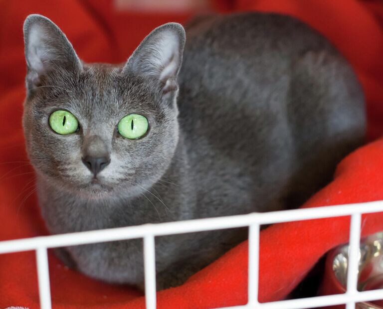 Кошка породы корат