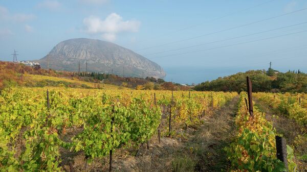 Крым. Виноградники и вид на гору Аю-Даг