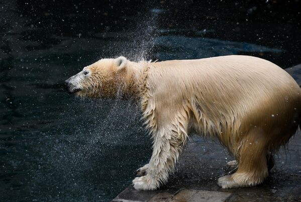 Белый медведь в вольере Новосибирского зоопарка имени Р. А. Шило