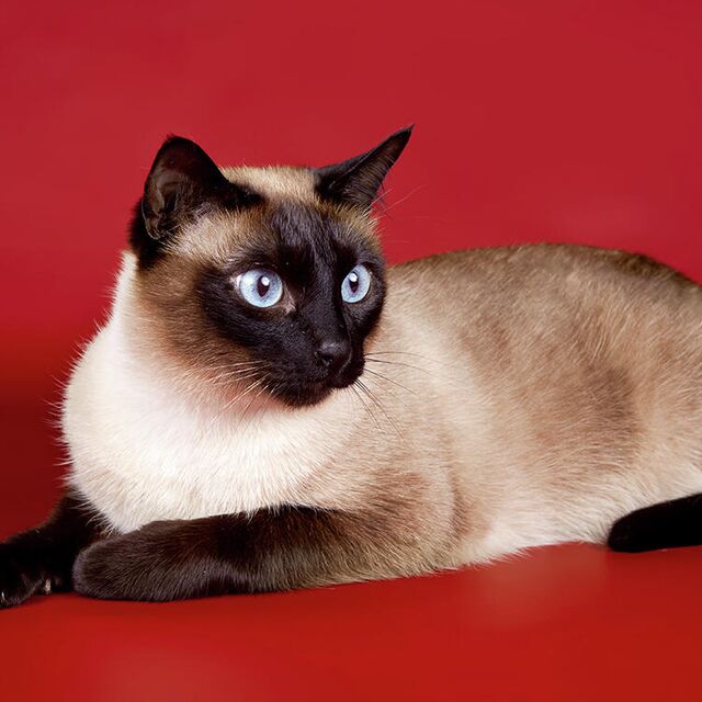 сиамская кошка красные глаза