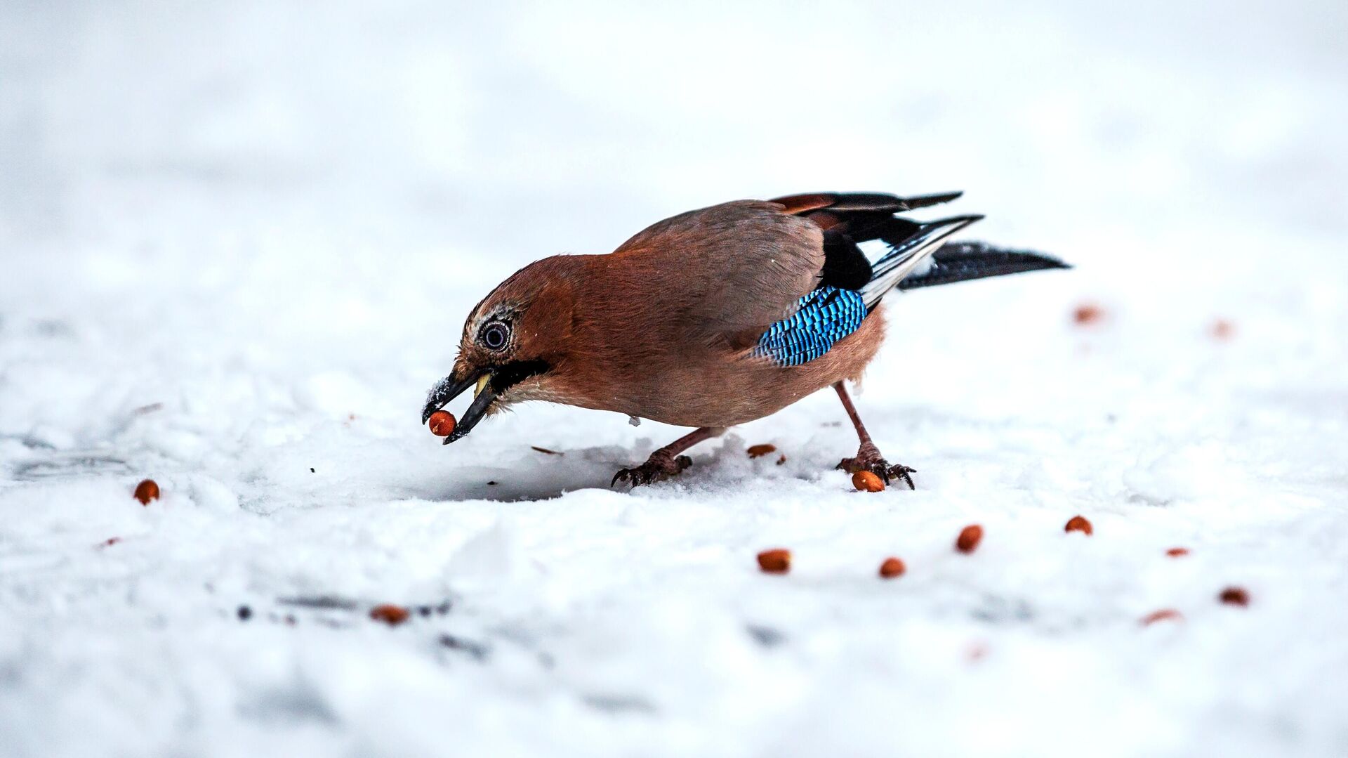 фото зимующих птиц с названиями