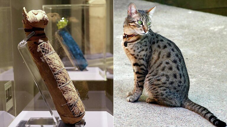 Кошка египетская мау
