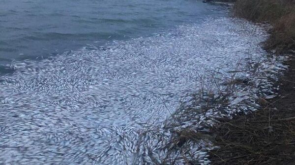 Массовая гибель рыбы в Херсонской области Украины