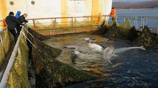 Погрузка последней группы белух из так называемой китовой тюрьмы в бухте Средняя