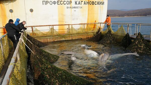 Погрузка последней группы белух из так называемой китовой тюрьмы в бухте Средняя
