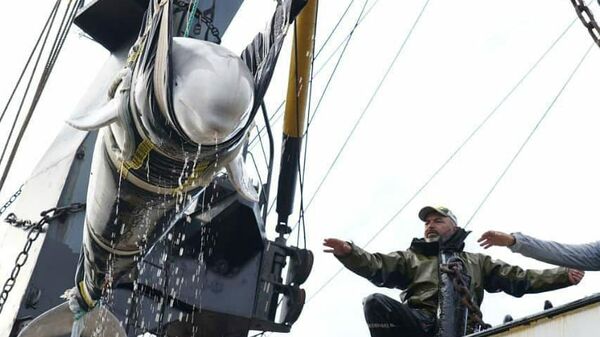 Погрузка белух из так называемой китовой тюрьмы в бухте Средняя