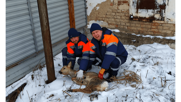 В Башкирии спасатели поймали косулю 