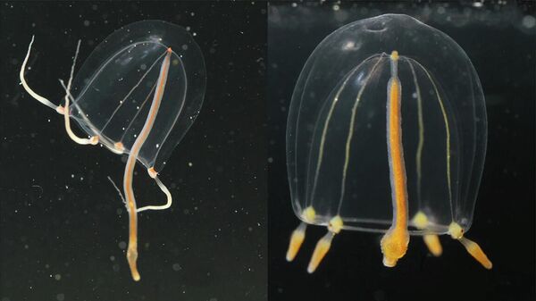 Медузы Sarsia lovenii и Sarsia tubulosa