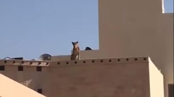 В Саудовской Аравии школьников напугала львица, сидящая на крыше дома