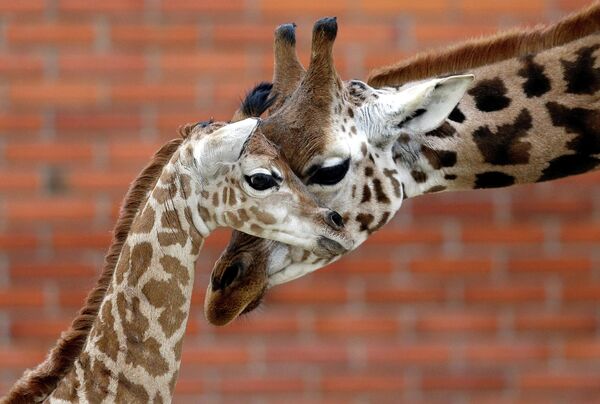Новорожденный детеныш жирафа Ротшильда со своей матерью в зоопарке чешского города Либерец