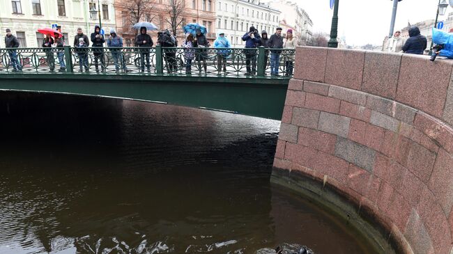 Следственные действия на реке Мойке в Санкт-Петербурге