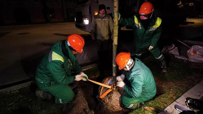 Высадка деревьев около станций метро и МЦД