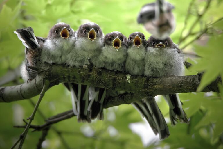 Giacomo Redaelli. Работа победителя конкурса Nature Photographer of The Year 2019