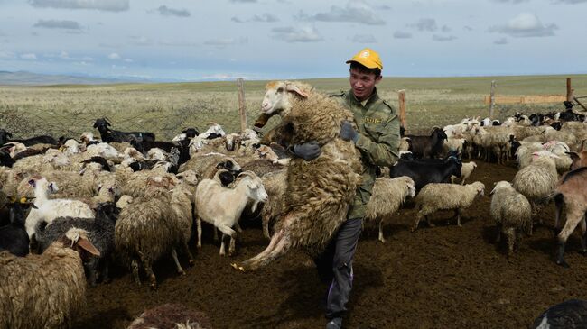 Чабан отбирает баранов для стрижки на летней стоянке чабанов-казахов в Чуйской степи Кош-Агачского района Республики Алтай
