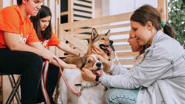 Фестиваль в поддержку животных из приютов WOOF