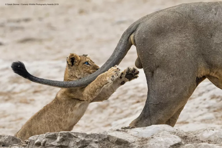 Sarah Skinner. Работа победителя конкурса Comedy Wildlife Photography Awards 2019 Sarah Skinner. Работа победителя конкурса Comedy Wildlife Photography Awards 2019