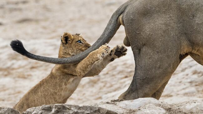 Sarah Skinner. Работа победителя конкурса Comedy Wildlife Photography Awards 2019