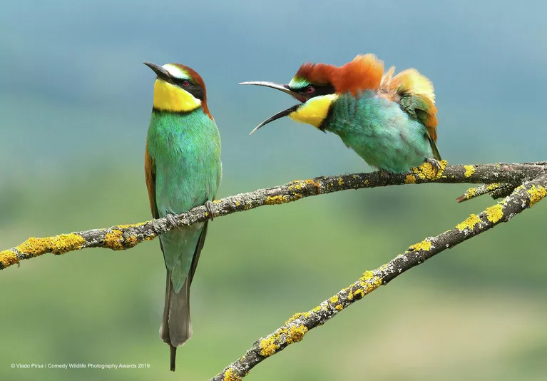 Vlado Pirsa. Работа победителя конкурса Comedy Wildlife Photography Awards 2019 Vlado Pirsa. Работа победителя конкурса Comedy Wildlife Photography Awards 2019