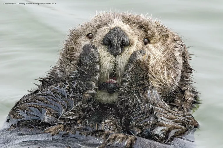 Harry Walker. Работа победителя конкурса Comedy Wildlife Photography Awards 2019 Harry Walker. Работа победителя конкурса Comedy Wildlife Photography Awards 2019