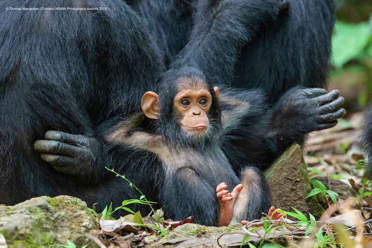 Thomas Mangelsen. Работа победителя конкурса Comedy Wildlife Photography Awards 2019