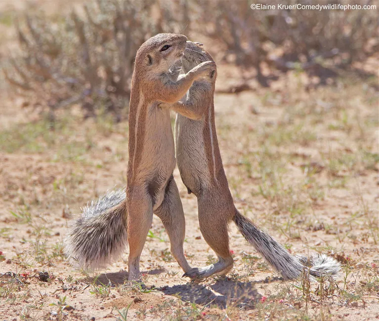 Elaine Kruer. Работа победителя конкурса Comedy Wildlife Photography Awards 2019 Elaine Kruer. Работа победителя конкурса Comedy Wildlife Photography Awards 2019