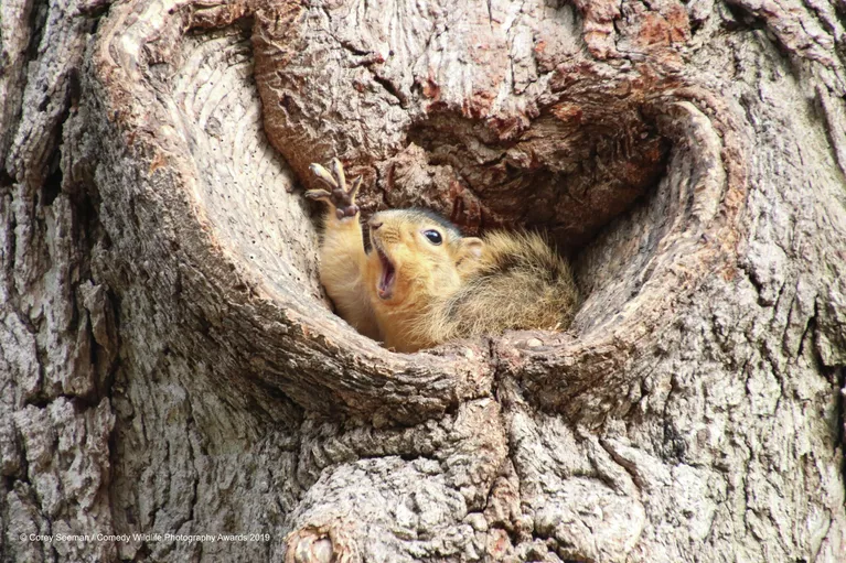 Corey Seeman. Работа победителя конкурса Comedy Wildlife Photography Awards 2019 Corey Seeman. Работа победителя конкурса Comedy Wildlife Photography Awards 2019