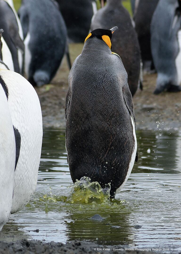 Eric Keller. Работа победителя конкурса Comedy Wildlife Photography Awards 2019