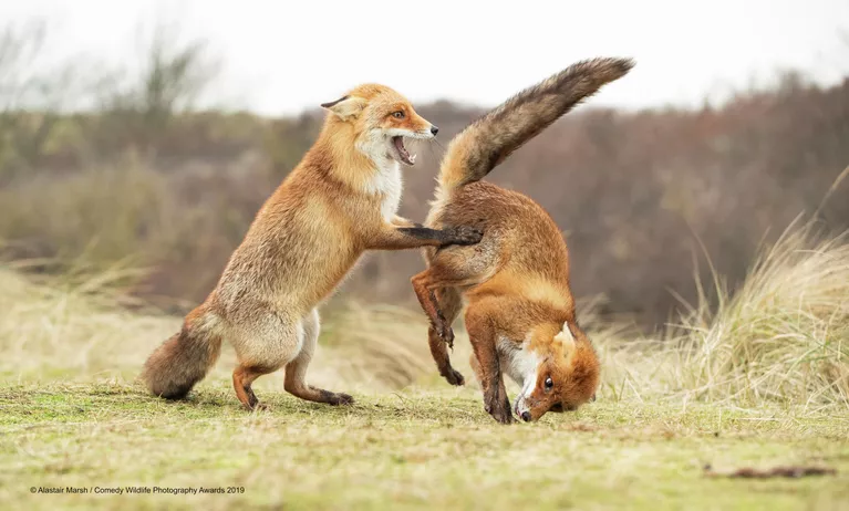 Alastair Marsh. Работа победителя конкурса Comedy Wildlife Photography Awards 2019 Alastair Marsh. Работа победителя конкурса Comedy Wildlife Photography Awards 2019
