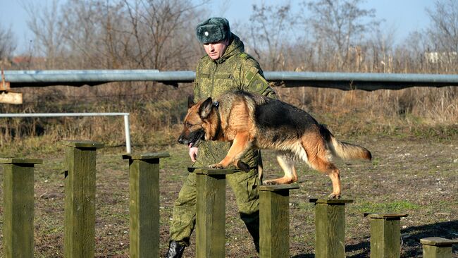 Занятия по взаимодействию военного кинолога и собаки при обнаружении мин и зарядов взрывчатых веществ, а также по преодолению различных препятствий на учебном полигоне