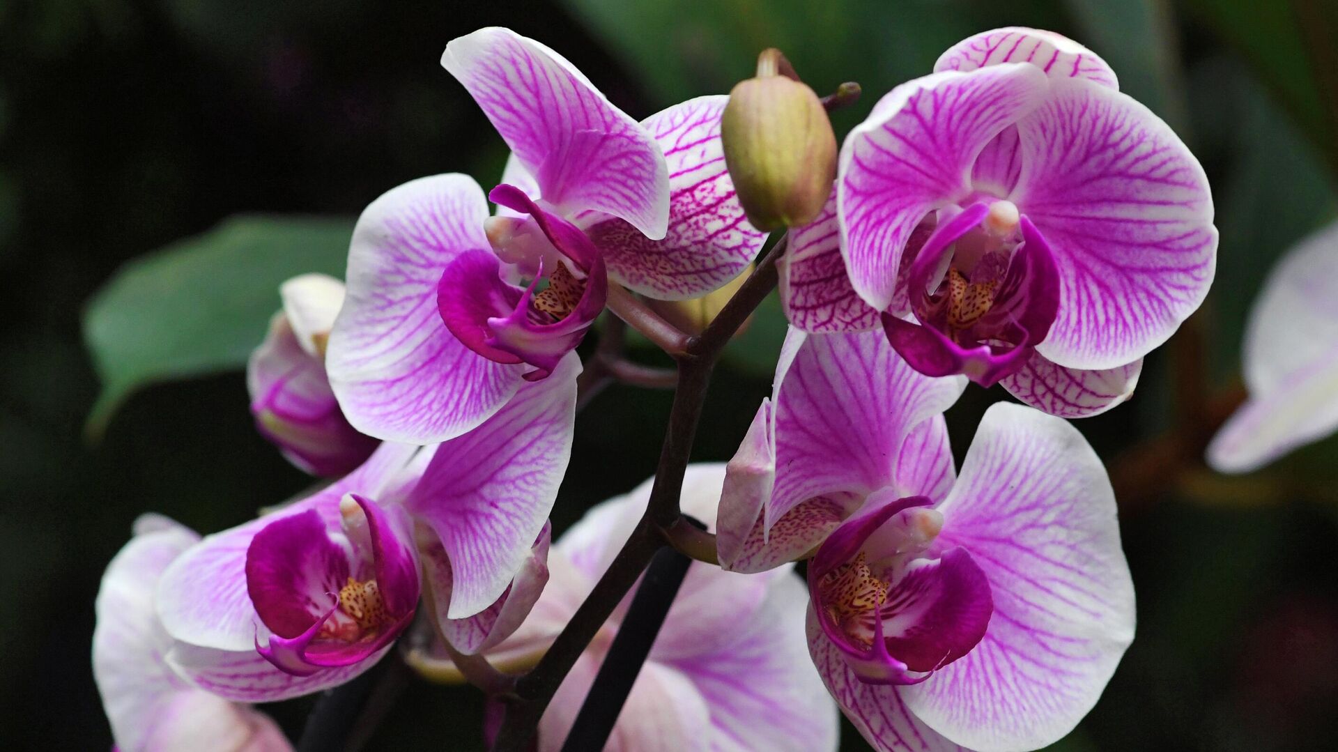 Орхидея: все о выращивании и размножении капризного цветка - РИА Новости,  06.10.2021
