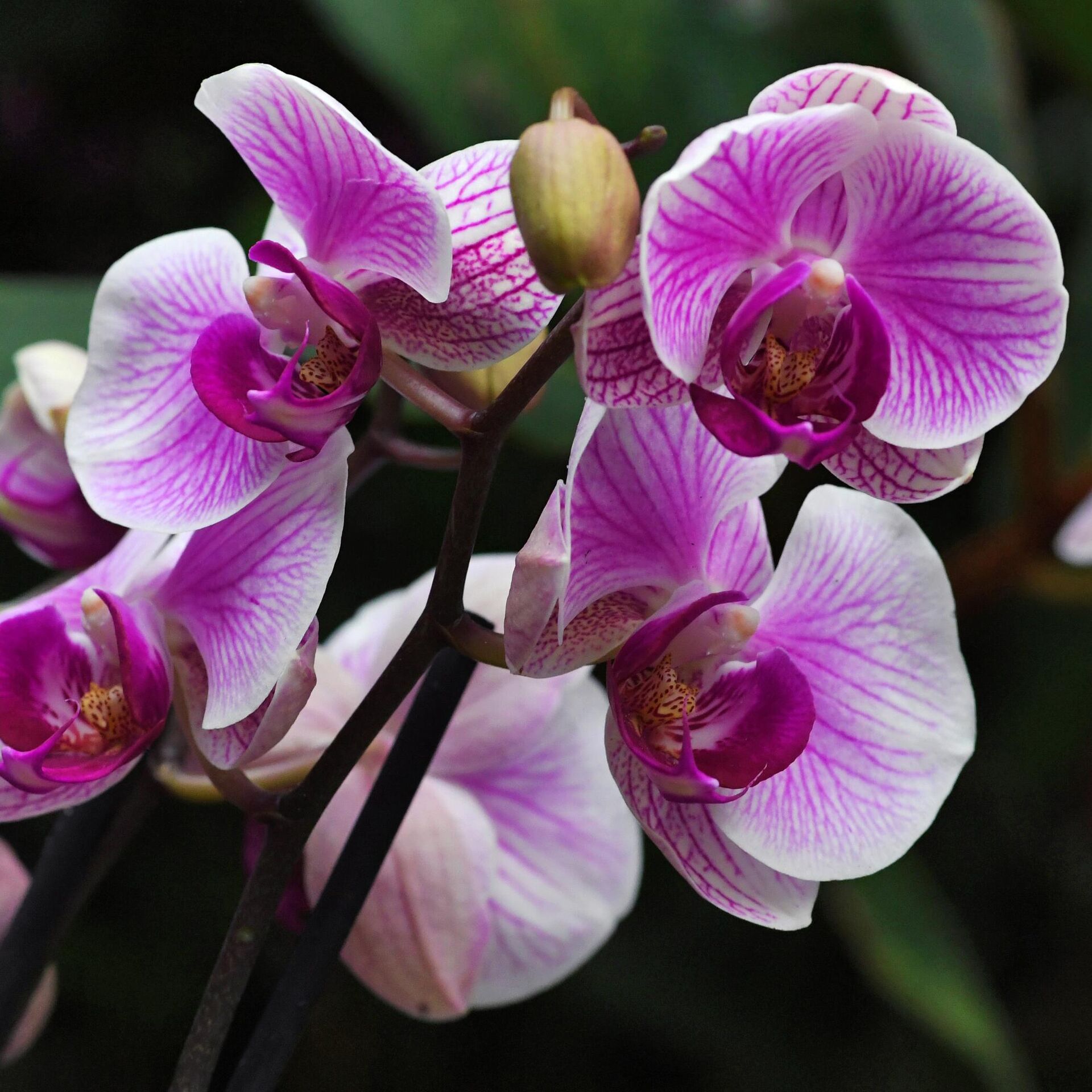 Ни в коем случае не выбрасывайте: что делать с орхидеей, когда все цветы опали